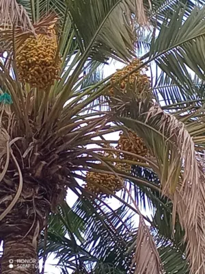 مزرعه اللبيع