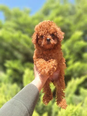 korean toy poodle T_cup جراء توي بودل كوري تيكب اصغر حجم