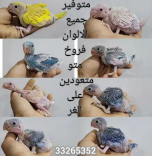 متو ببابي (الدره المطوقه)