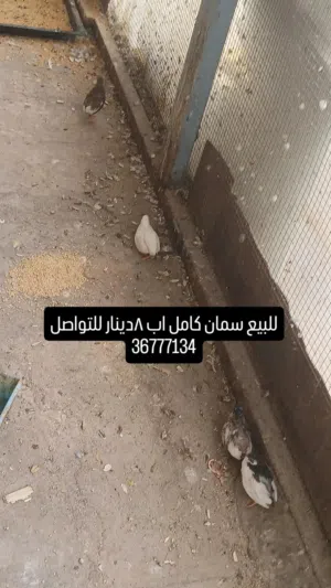 للبيع سمان