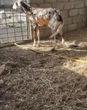 مطلوب جعد سوداني