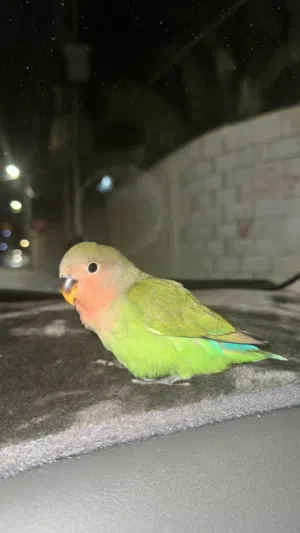 غندوره للبيع