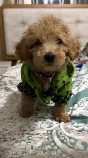 كلب توي بودل