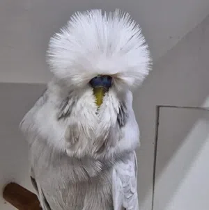 O. T 