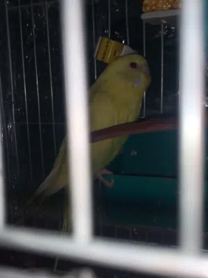 جوز عصافير حب للبيع سبب عدم تفرغ طالبة جامعية