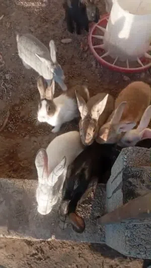 للبيع ارانب