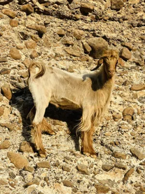 فحل من حلال الجواميد
