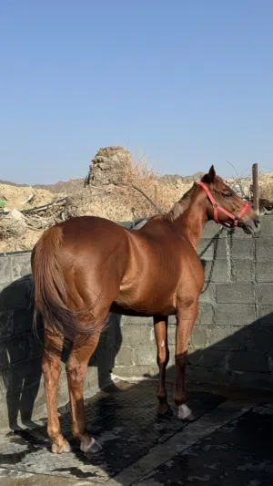 للبيع  خيل سكول