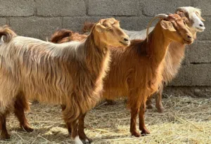 أغنام 3 عشرات من حلال الجواميد + كبشان 2 جاهزات للتربيه كل شي سليم