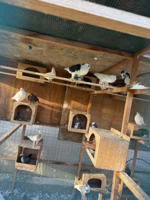 Pigeon sale Sharjah Al Zubair