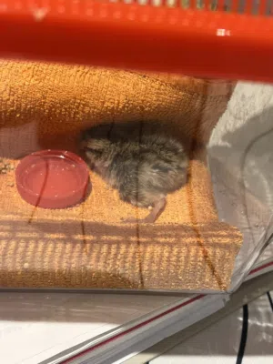 Quail chick