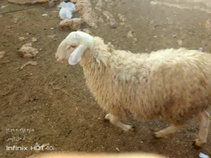 خروف عساف فلسطيني