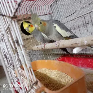 بسعر حرق  جوز كوكتيل شغالات وجوز حب هوقو رومو نخب شغالات