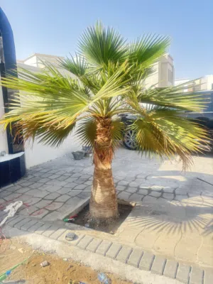 للبيع – نخيل واشنطونيا جاهزة للزراعة �