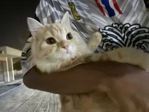 للبيع قط شيرازي
