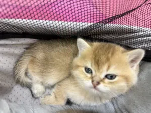 قطه  ny12 للبيع العمر 42 يوم لعوبه وحنونه القطه من ام سكوتش ستريت واب سكوتش فولد متعوده عاللتر بوكس