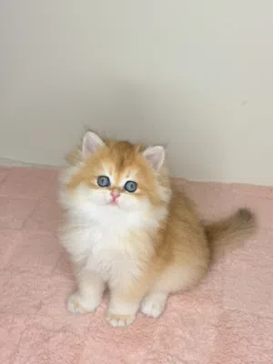 British Longhair ny12 Male and Female Available