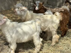 جدايا 6 + سخلات 4  من حلال الرحوب محصنات حلال طيب للتربيه جاهزات كل شي سليم