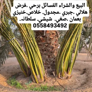 البيع والشراء النخل الفسائل الإمارات