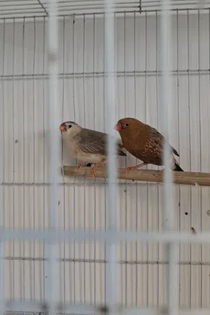 فنجس فول اورنج