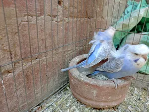 Parrots1