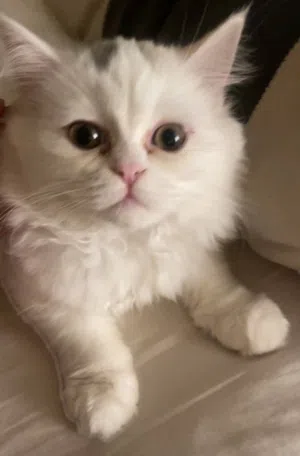 kitten   white british shorthair mix female young clingy cute