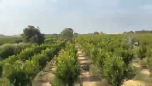 ارض رزاعية 20 فدان بالنوبارية   ? ?
