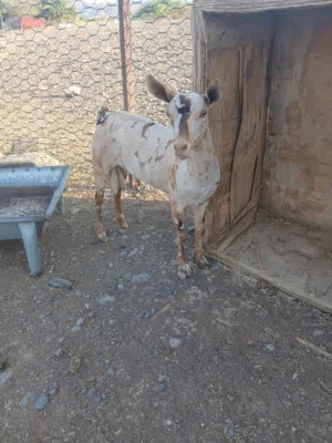 صلاليات بنات ولده وحده وصخل بكر وتيس كريمي ابيع جمله لاحديتو صلمعي هاذا راعيا الحلال رقمه تحدالقايمه