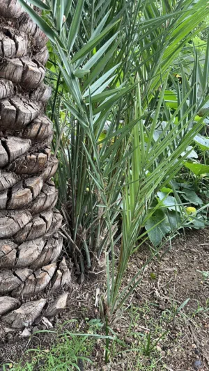 فسائل نخيل للبيع