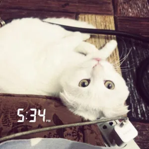 قط ذكر سكوتش فولد ابيض