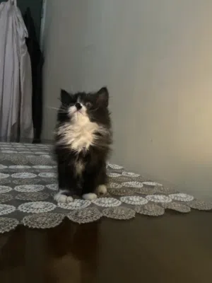 Tuxedo cat