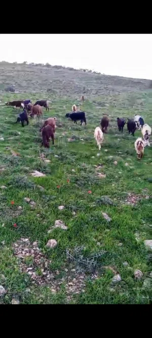 موجود 19راس 9موليد 5 يمكن اعشار متخر اوفضيات و4شعاري وجدي لابيع كوم كامل