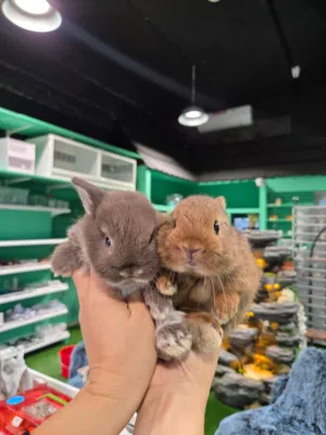 ارانب للبيع Rabbits for sale