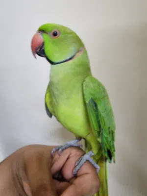 ببغاء الدرة مروض