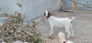 شاة من فصيلة البرقوت