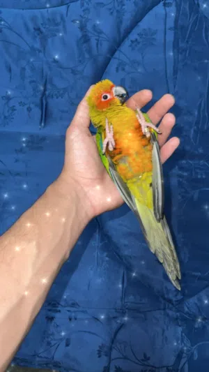 ببغاء صن كنيور
