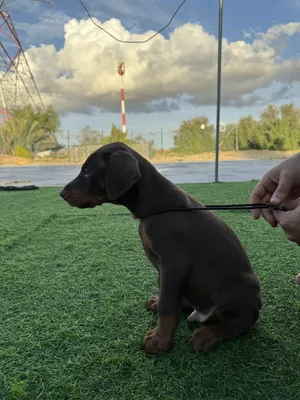 Doberman Puppy available 40 days 3 male 3 female