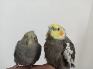 طيور كوكتيل للبدل واحد منهم على انثى