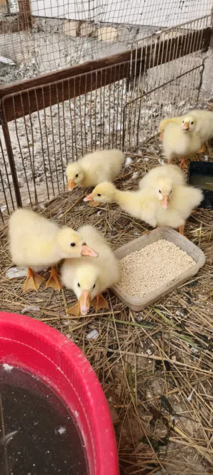 متاح افراخ وز كوبرا