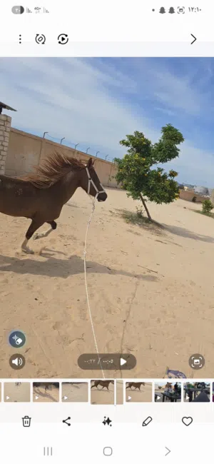 مطلوب سعي افاري ب فلوه عربيه