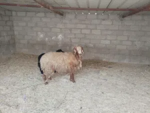 كبش مقرن اللون الأحمر كامل المكراني حجم ضخم وفول سمنه فرصه لي يريد ح ضحيه او يريد منه سلاله طيبه فحل