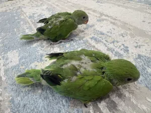 فروخ متو دره