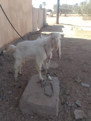 ارباع حجازي