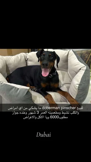 دوبر مان بيور اوروبي 4000