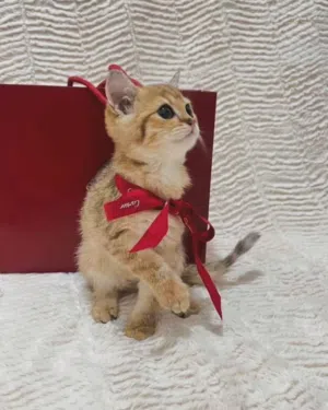 مندوب توصيل في الامارات جميع الطلبات خدمة 24/7