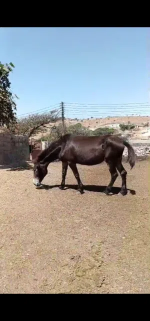 للبيع في صحة جيدة