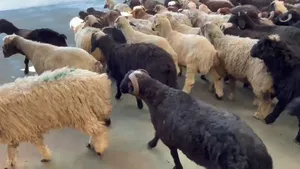 ‏غنم‏1