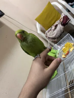 العمر 3 اشهر متدربه قليلً انثى و تصفر