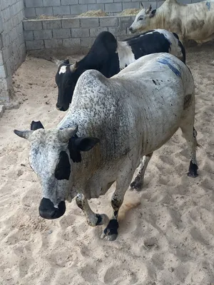 ‏أبقار‏1