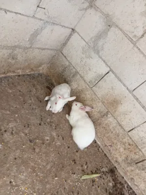 جوز ارانب فرنسيات معهن سبع فراخ والأنثى عشار بأذن الله